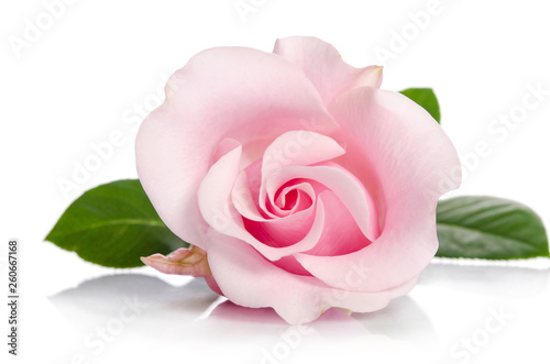 Fototapeta Naklejka Na Ścianę i Meble -  single bud of pink rose isolated on white background