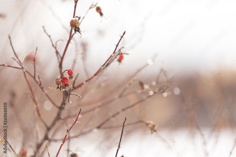 Image of Branches of rosehip bush with snow at sunset in backlight. Natural background Image of Branches of rosehip bush with snow at sunset in backlight. Natural background