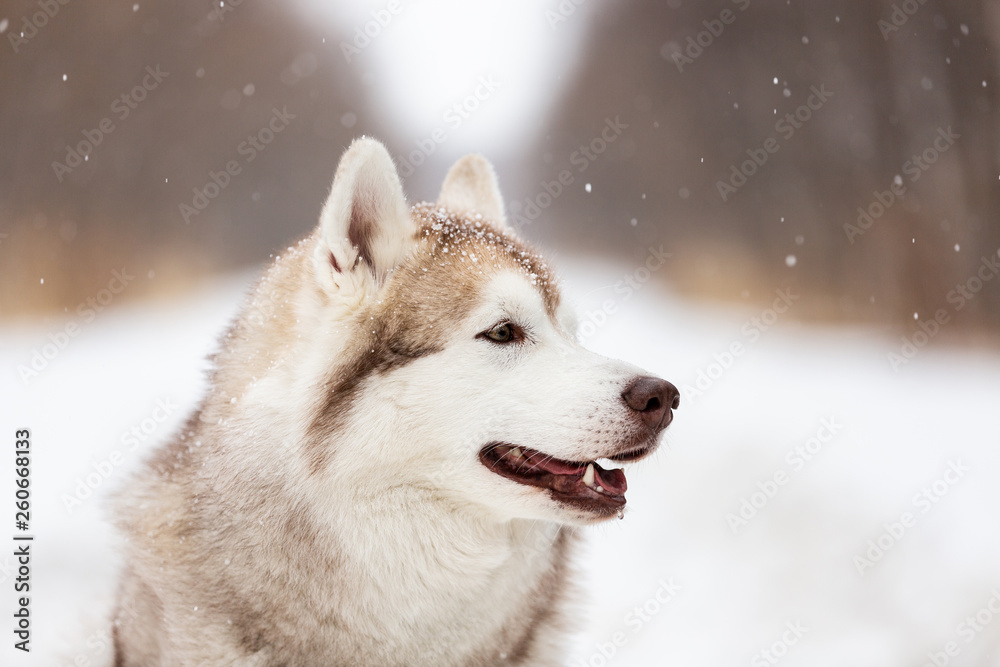 Beautiful and happy Siberian Husky dog sitting on the snow in the winter forest