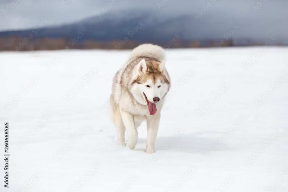 Cute, happy and funny beige and white dog breed siberian husky with tonque out walking on the snow in the winter field. Cute, happy and funny beige and white dog breed siberian husky with tonque out walking on the snow in the winter field.