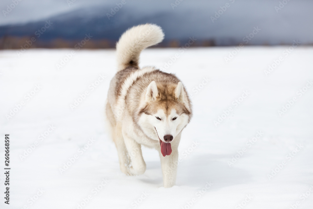 Cute, happy and funny beige and white dog breed siberian husky with tonque out walking on the snow in the winter field.