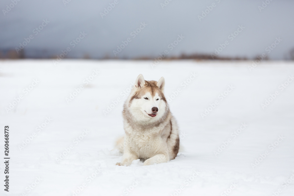 Beautiful and free siberian husky dog lying in the snow field in winter at sunset Beautiful and free siberian husky dog lying in the snow field in winter at sunset