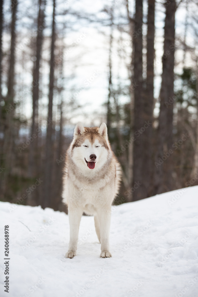 Beautiful, cute and happy Siberian Husky dog standing on the snow path in the winter forest Beautiful, cute and happy Siberian Husky dog standing on the snow path in the winter forest