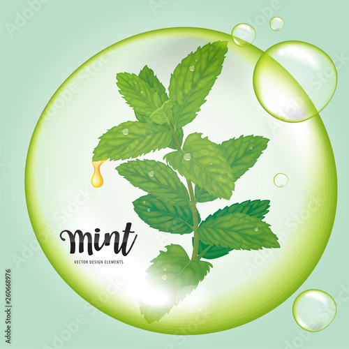 Mint leaves with dew drop in green bubble on background template. Vector set of element for advertising, banner, packaging design of peppermint products.