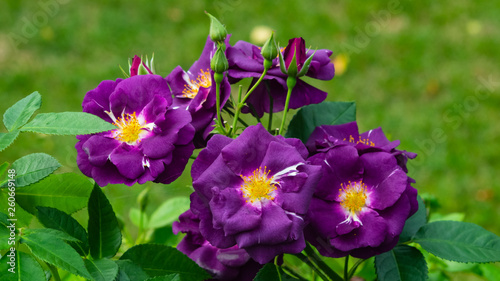 Flowers of violet rose in garden on a bush, close-up, selective focus, shallow DOF