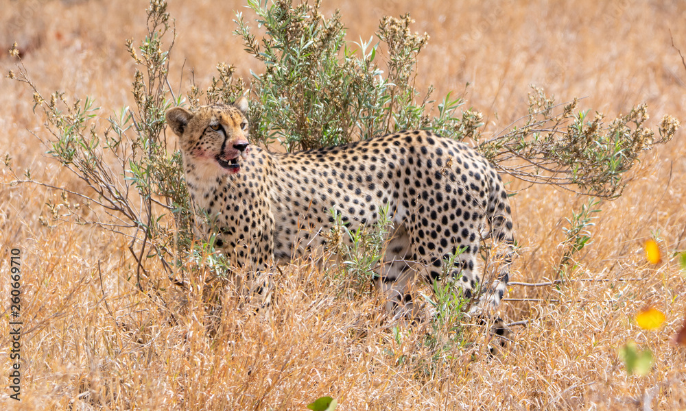 Naklejka premium Cheetah