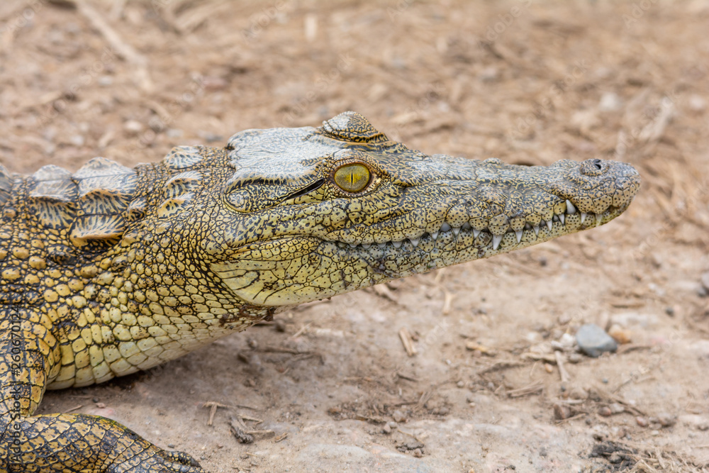 Fototapeta premium Nile Crocodile