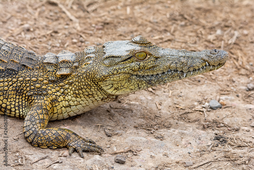 Fototapeta premium Nile Crocodile