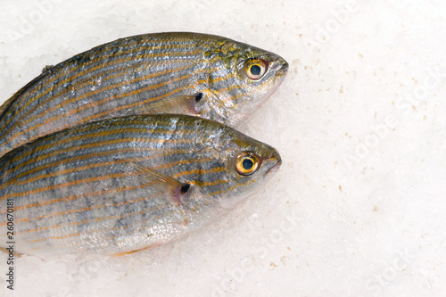 Fototapeta Naklejka Na Ścianę i Meble -  two fresh fish  porgy on ice
