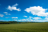 夏の麦畑