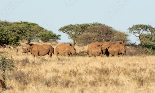 White Rhino Group