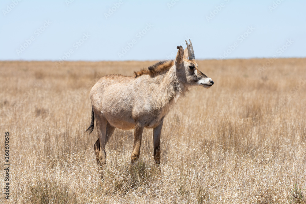 Obraz premium Roan Antelope