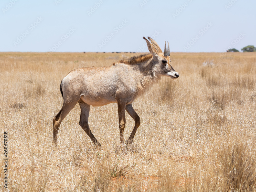 Roan Antelope
