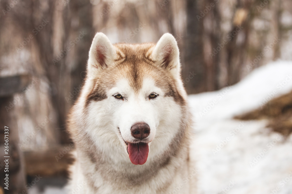 Beautiful and free Siberian Husky dog sitting on the snow path in the winter forest