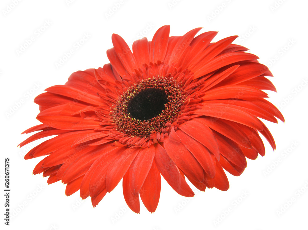 red gerbera flower isolated on white background
