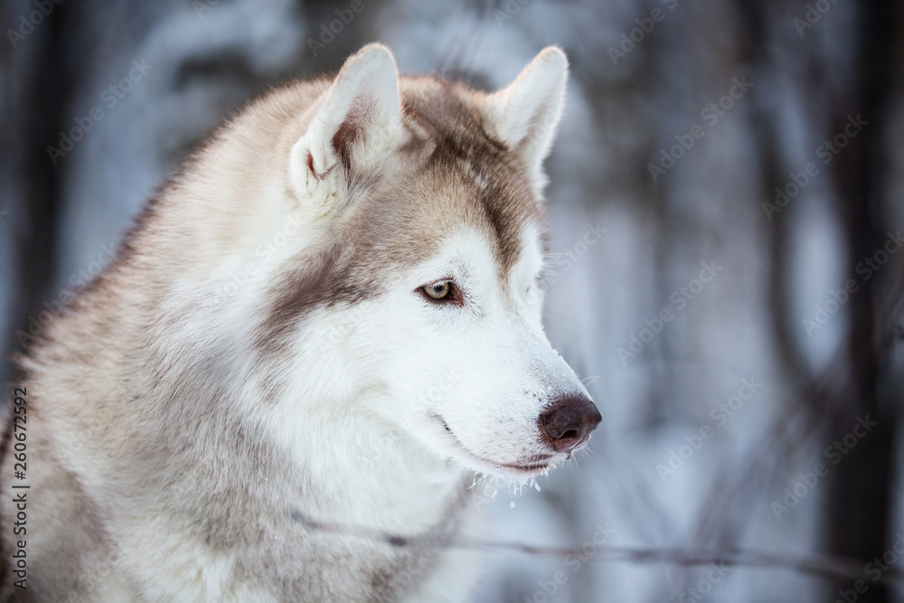 Beautiful and happy siberian Husky dog standing on the snow in the fairy winter forest