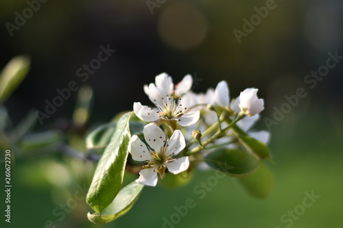 Blüten einer Birne