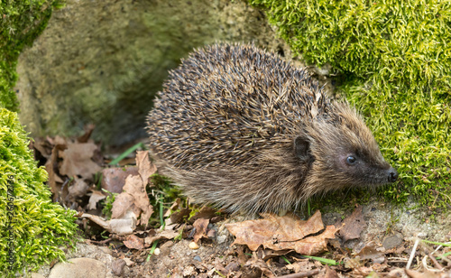 Hedgehog , Wild, native, European hedgehog, emerging from hibernation in Springtime. Landscape, horizontal, space for copy.
