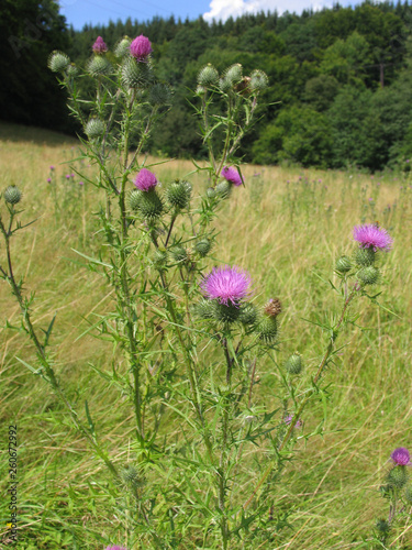 Distel, Weg-Distel (Carduus acanthoides L.) photo