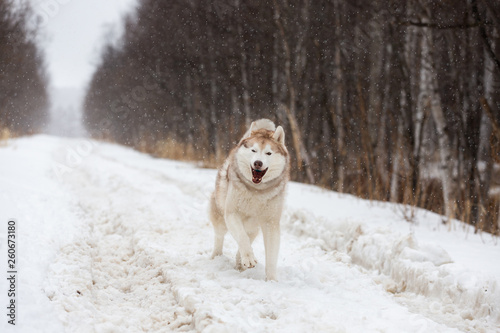 Fototapeta Naklejka Na Ścianę i Meble -  Happy,cute and crazy siberian husky dog with tonque hanging out running on the snow in the winter forest