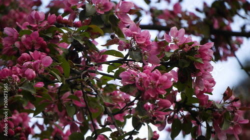pink cherry blossoms.pink Sakura flowers on sky background. horizontally
