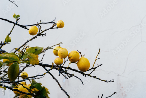 Close up of lemons hanging from a tree