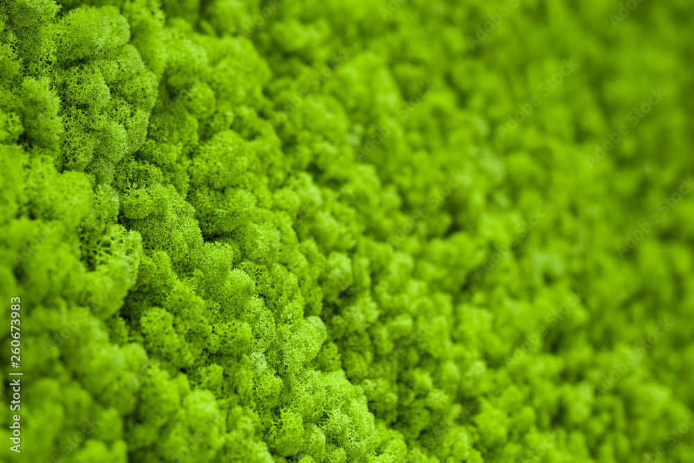 Background of green moss