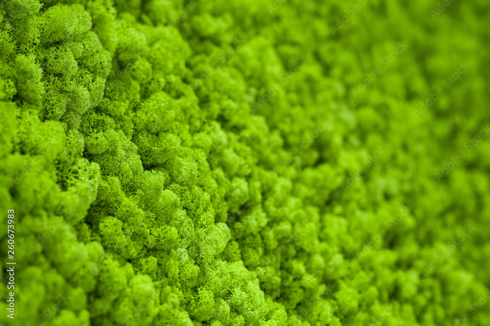 Background of green moss Background of green moss