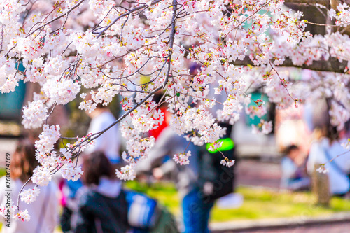 桜のお花見を楽しむ人々