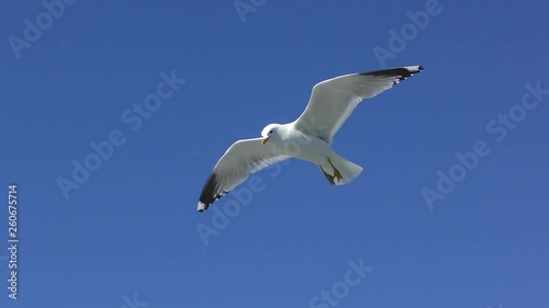 Sea gull soars in the sky above the sea