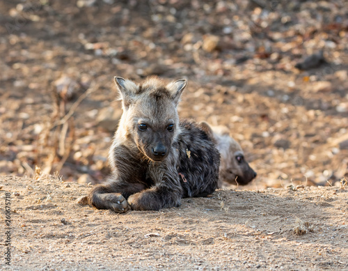 Spotted Hyena Pup © Cathy Withers-Clarke
