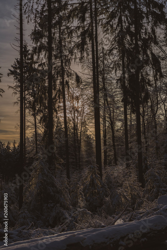 Deutscher Wald im Winter