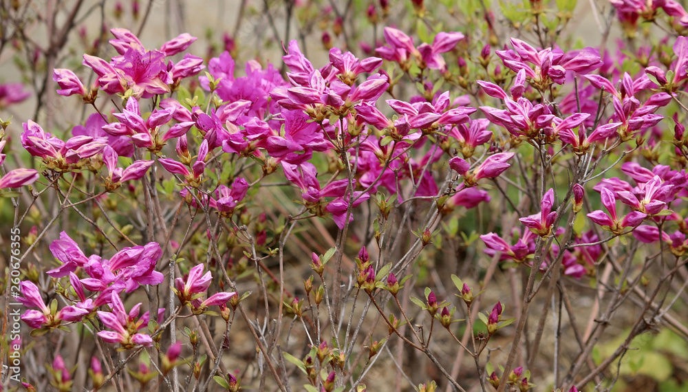 Fototapeta premium 자산홍 꽃망울