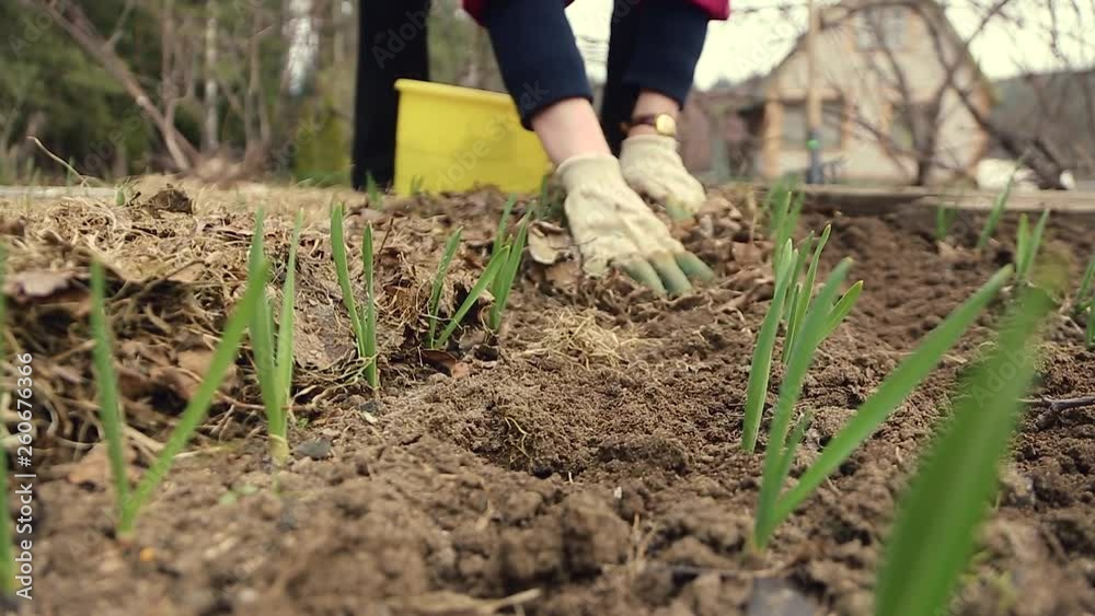 A woman farmer in vegetable garden cultivated garlic A woman farmer in vegetable garden cultivated garlic