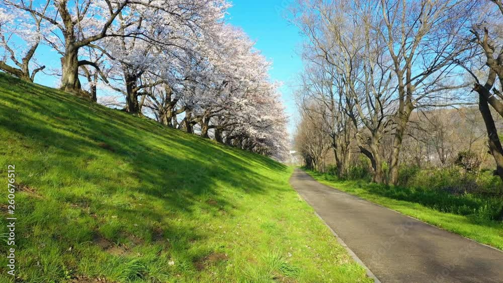 Row of Cherry blossoms tree in kyoto, Japan. Row of Cherry blossoms tree in kyoto, Japan.