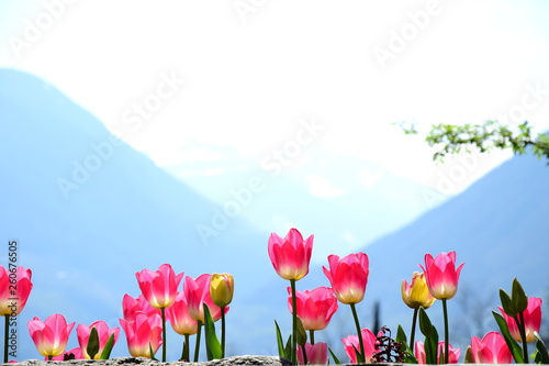 Wunderschöne Tulpen in Pink mit Bergpanorama im Hintergrund