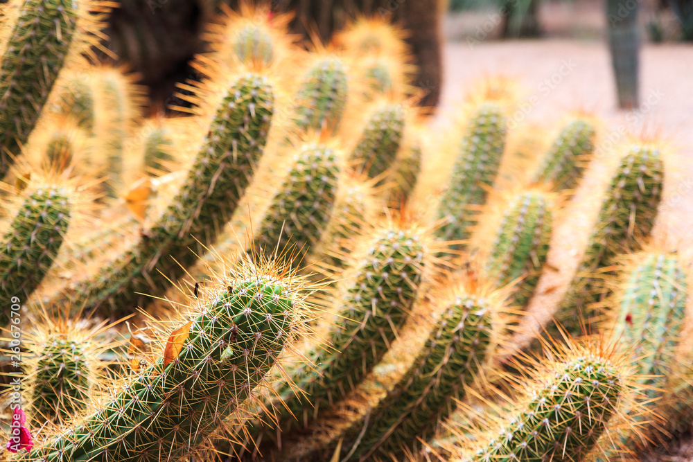 cactus au jardin majorelle cactus au jardin majorelle