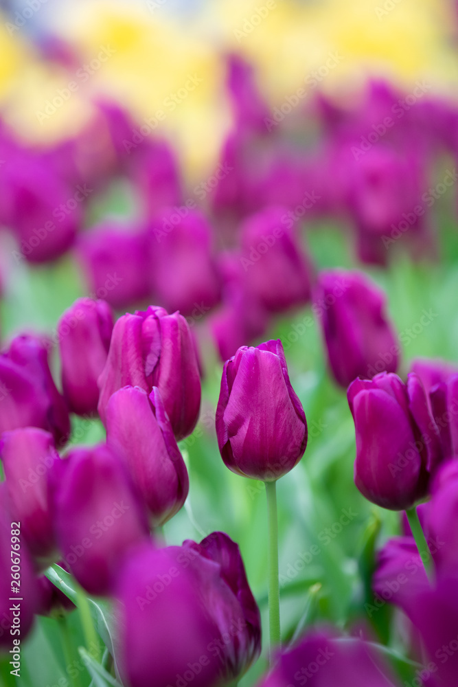 Beautiful view of purple tulips. Tulip flowers meadow.Tulip garden. Group of colorful tulip. Purple tulips in garden. Beautiful view of purple tulips. Tulip flowers meadow.Tulip garden. Group of colorful tulip. Purple tulips in garden.