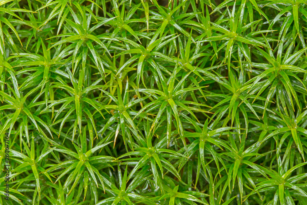 Green moss on old concrete floor. dense, homogeneous green moss - natural backgrounds, textures Green moss on old concrete floor. dense, homogeneous green moss - natural backgrounds, textures