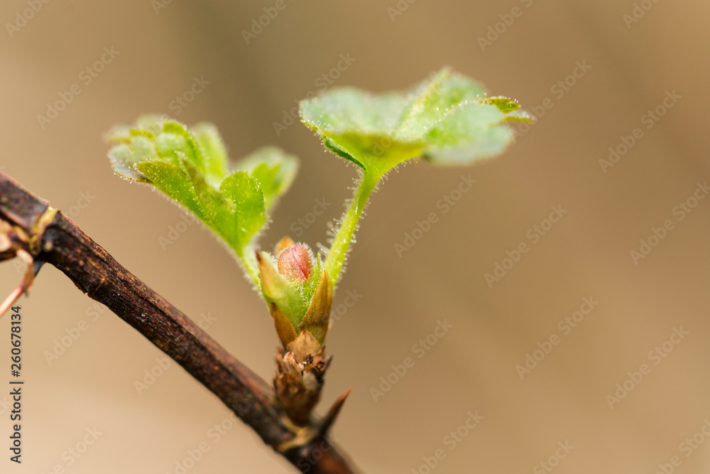 Fototapeta premium gooseberry, green, background, bush, nature, branch, summer, plant, wild, fruit, natural, leaf, leaves, closeup, white, healthy, fresh, tree, macro, outdoor, young, forest, flora, vegetable