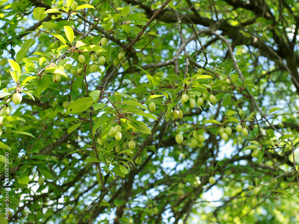 Le Prunier-cerise ou Myrobalan (Prunus cerasifera) au feuillage printanier Le Prunier-cerise ou Myrobalan (Prunus cerasifera) au feuillage printanier