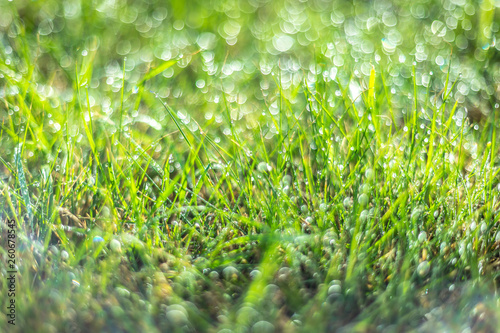 Green Grass Dew Drops Macro Nature Background