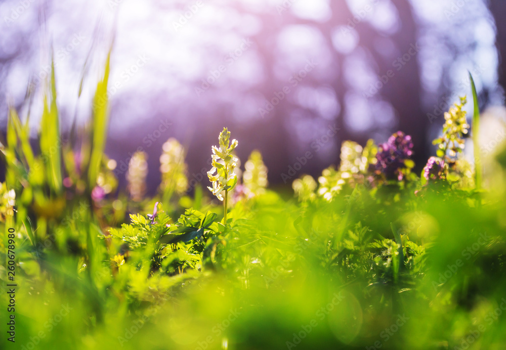 Obraz premium Spring flowers