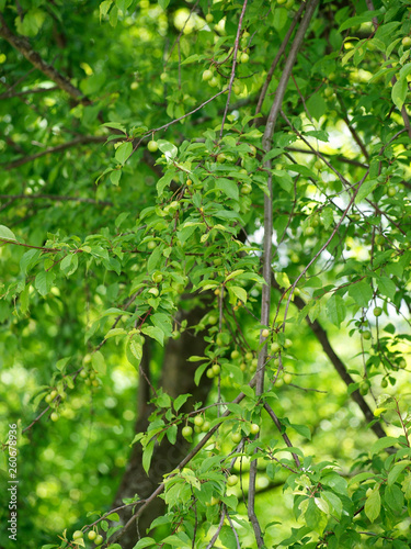 Le Prunier-cerise ou Myrobalan (Prunus cerasifera) au feuillage printanier