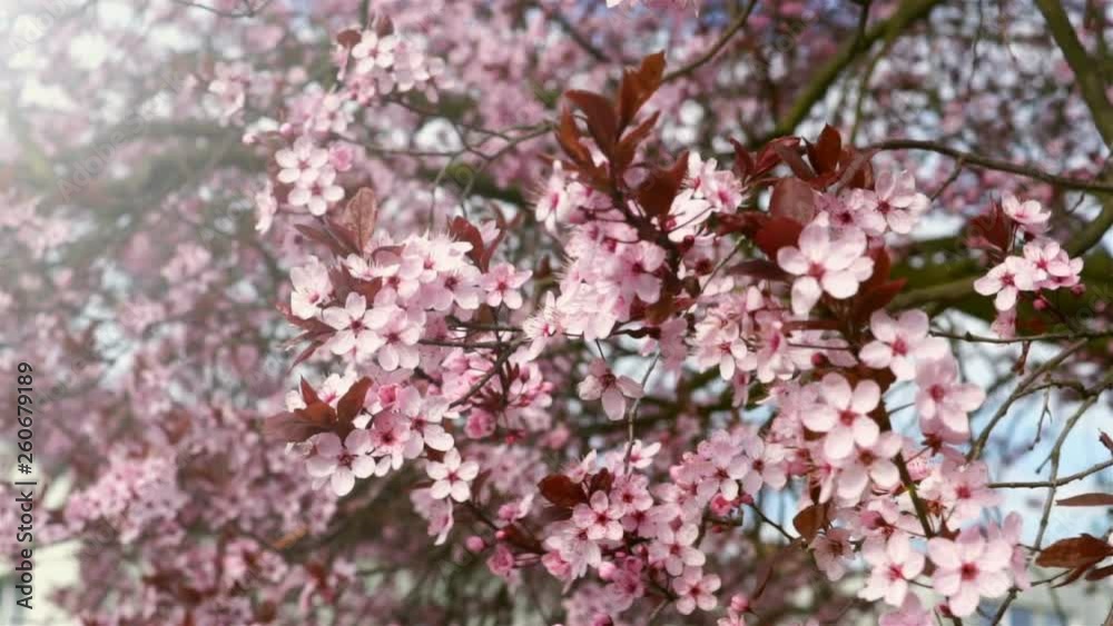 Blooming pink flowers of a fruit tree in the garden. The wind moves the stem with flowers gently. In the background blue sky , glimpses of the spring sun. Blooming pink flowers of a fruit tree in the garden. The wind moves the stem with flowers gently. In the background blue sky , glimpses of the spring sun.