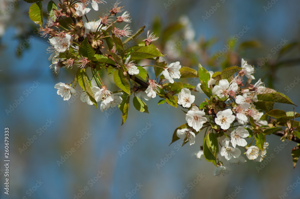 closeup of white cherry blossom flowers on blue sky background closeup of white cherry blossom flowers on blue sky background