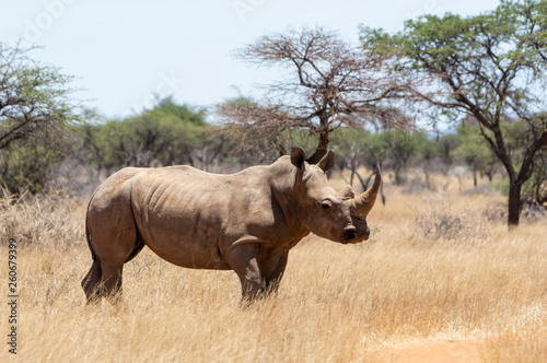 White Rhino