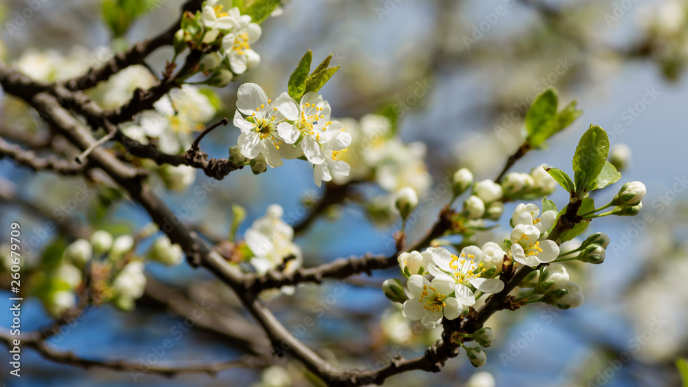 beginning of spring blooming plum buds white colors beginning of spring blooming plum buds white colors