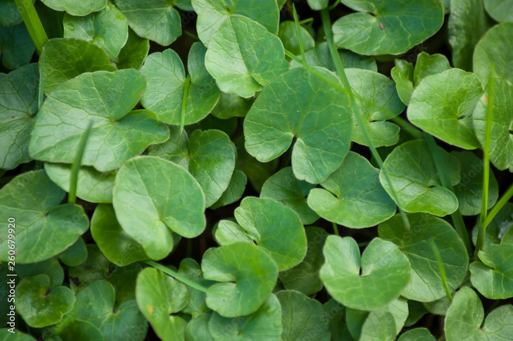 closeup of green leaves on the floor in the forest closeup of green leaves on the floor in the forest