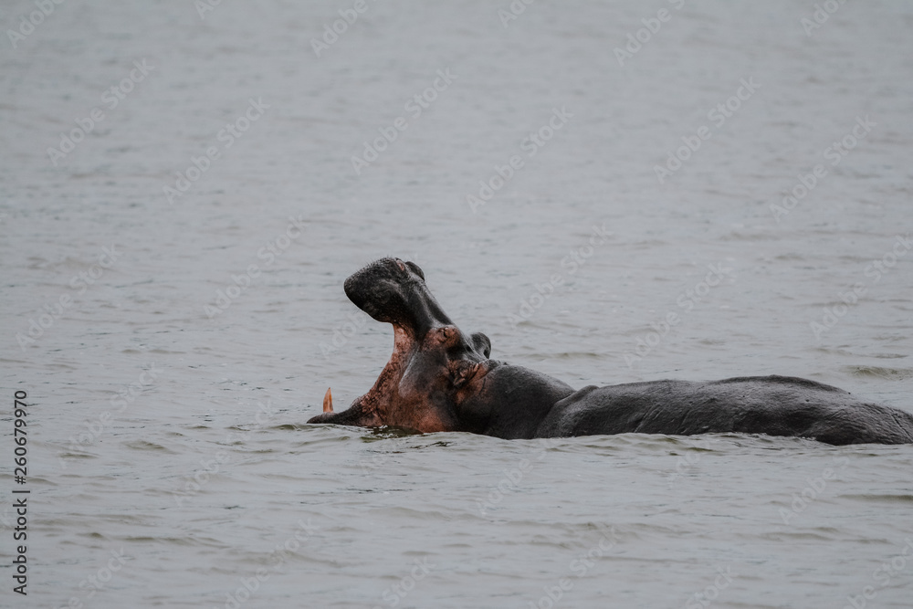 Fototapeta premium hippopotamus in the river